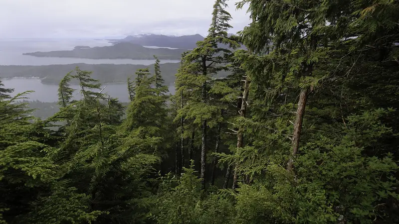 Illustrative photo: Western hemlock and Sitka spruce above a misty inlet