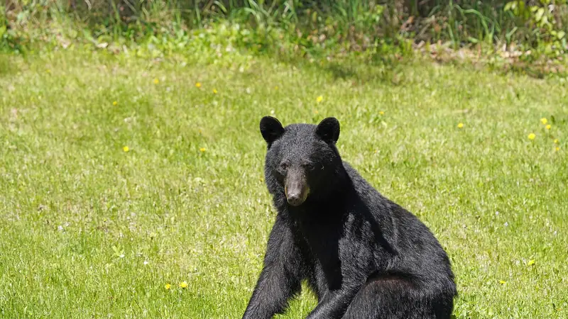 Illustrative photo: a black bear sitting in green grass