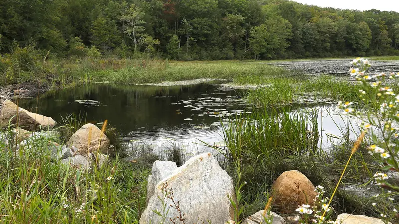 Illustrative photo: a small wetland pond with rocks and wildflowers in front of a wooded hillside
