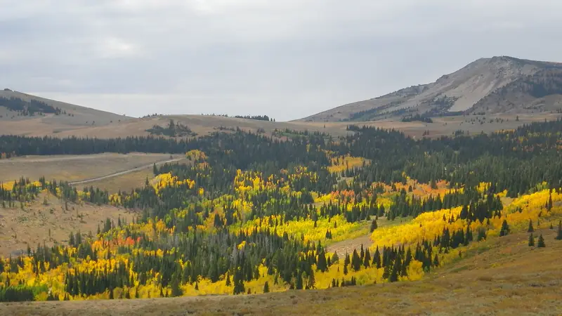 Illustrative photo: Golden aspens on hillsides in Howell Canyon