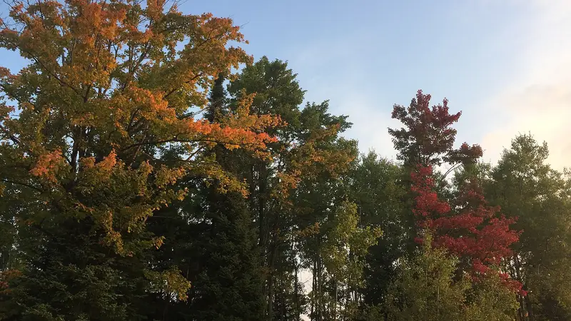 Illustrative photo: Autumn trees in red, orange and green