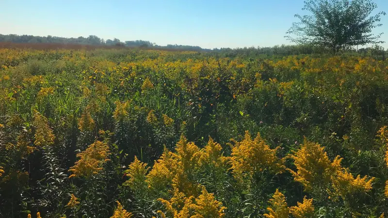 Illustrative photo: a meadow of yellow goldenrod under a blue sky at Iroquois National Wildlife Refuge