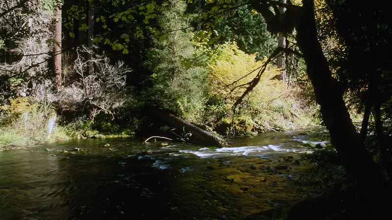 Illustrative photo: the Breitenbush River flowing through a shaded forest