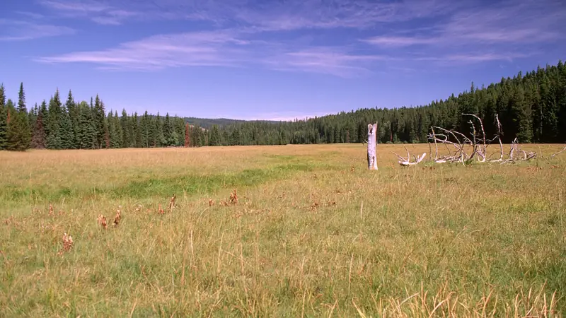 Illustrative photo: a wide grassy meadow ringed by conifers