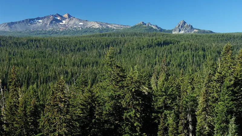 Illustrative photo: Diamond Peak rising above a dense conifer forest