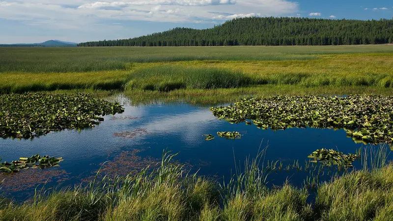 Illustrative photo: Lily pads and grasses in open water at Klamath Marsh, with forested hills behind