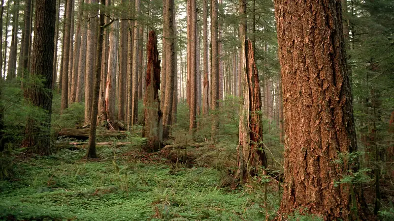 Illustrative photo: Tall old-growth fir trunks above a green forest floor