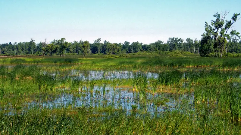 Illustrative photo: Emergent marsh with cattails and open water under a clear sky at Iroquois National Wildlife Refuge, New York